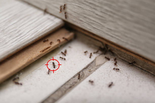 Flea Control Services in Franklin, NH