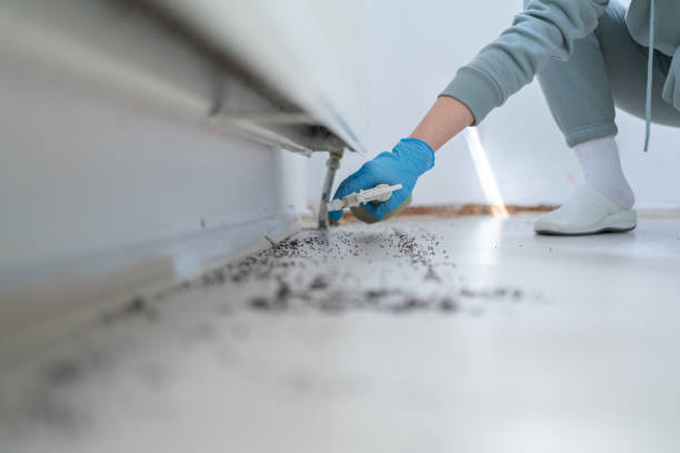 Best Bed Bug Extermination  in Franklin, NH