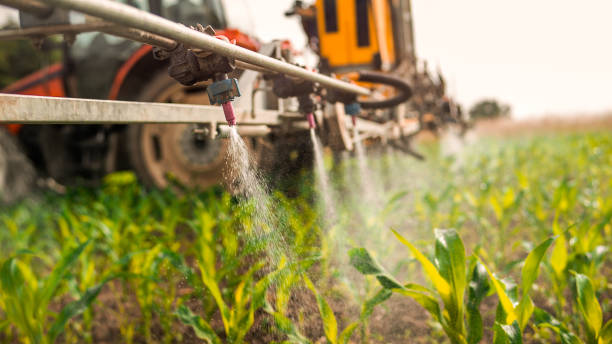 Best Ant Control Services  in Franklin, NH